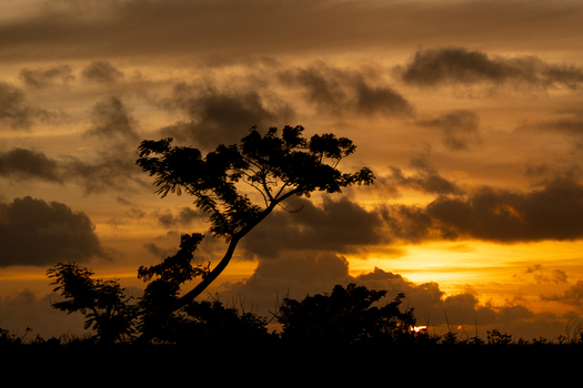 View of a tree silhouette against a vibrant golden sunset sky at North Field Base in Northern Tinian Tinian Northern Mariana Islands. View of a tree silhouette against a vibrant golden sunset sky at North Field Base in Northern Tinian Tinian Northern Mariana Islands.