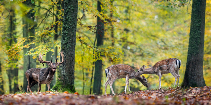 View of a male fallow deer with large antlers standing near two female deer in a forest with autumn leaves in Debrzno Pomeranian Voivodeship Poland.