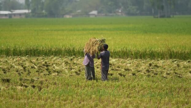 View of farmers harvesting rice in a paddy field Bangladesh. View of farmers harvesting rice in a paddy field Bangladesh.