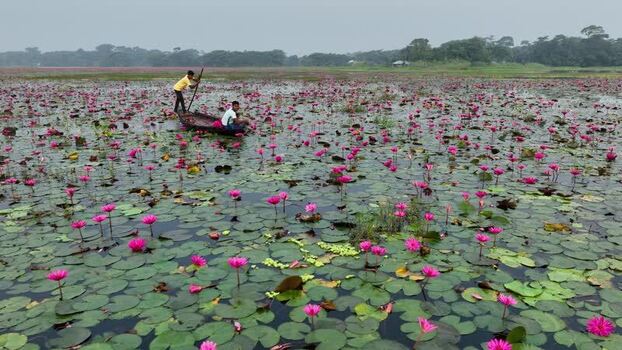 View of men in a boat on a pink water lily pond Bangladesh. View of men in a boat on a pink water lily pond Bangladesh.