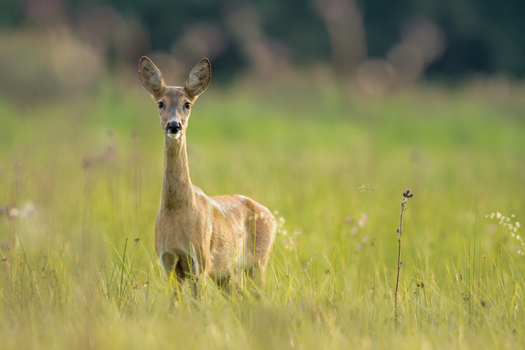 View of a roe deer standing in a grassy meadow during the golden hour in Debrzno Pomeranian Voivodeship Poland. View of a roe deer standing in a grassy meadow during the golden hour in Debrzno Pomeranian Voivodeship Poland.
