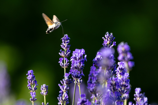 View of a hummingbird hawk moth hovering over vibrant purple lavender flowers against a dark green background in Wittenheim Grand Est France.