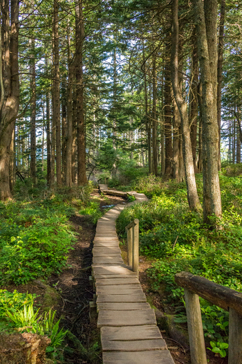 View of a wooden boardwalk winding through a dense forest with tall evergreen trees and lush green ferns in Olympic National Park Port Angeles Washington United States.