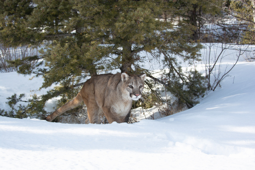 View of a mountain lion walking through deep snow near a pine tree in Montana USA. View of a mountain lion walking through deep snow near a pine tree in Montana USA.