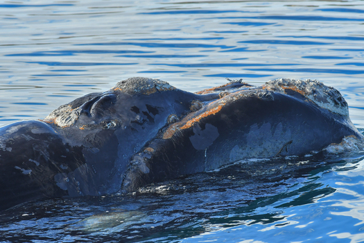 View of a Southern Right Whale surfacing at Puerto Piramides showing its distinctive callosities in the blue sea Puerto Madryn Chubut Argentina. View of a Southern Right Whale surfacing at Puerto Piramides showing its distinctive callosities in the blue sea Puerto Madryn Chubut Argentina.