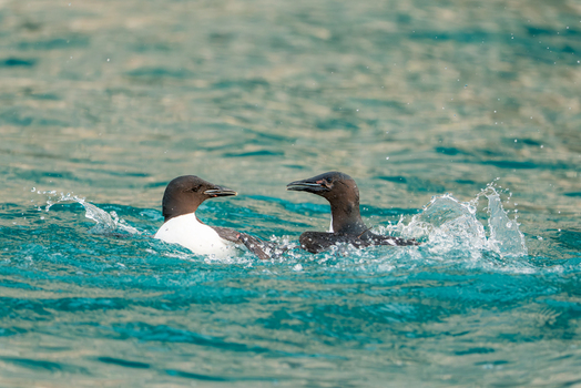 Svalbard Svalbard and Jan Mayen 22 July 2025 View of two Brunnich s guillemots splashing in the turquoise waters near the Alkefjellet bird cliffs.
