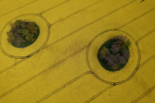 Aerial view of vibrant yellow oilseed rape fields with circular clusters of trees and geometric tractor tracks in Nairn Scotland United Kingdom. Aerial view of vibrant yellow oilseed rape fields with circular clusters of trees and geometric tractor tracks in Nairn Scotland United Kingdom.