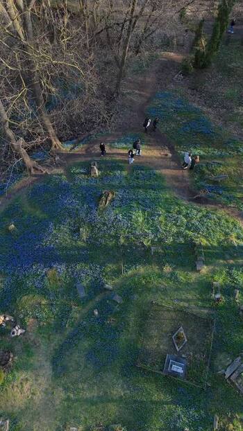 Aerial view of Bernardine Cemetery with blue flowers Lithuania. Aerial view of Bernardine Cemetery with blue flowers Lithuania.