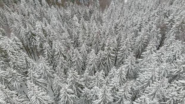 Aerial view of snow covered coniferous forest in Brasov Romania. Aerial view of snow covered coniferous forest in Brasov Romania.