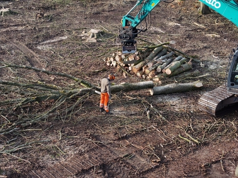 Netherlands 06 July 2026 Aerial view of a logger working in a forest clearing with a mechanical excavator and felled trees. Netherlands 06 July 2026 Aerial view of a logger working in a forest clearing with a mechanical excavator and felled trees.