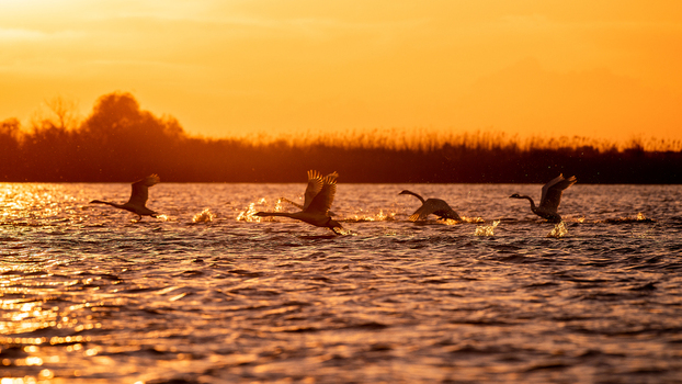 View of swans taking flight from the water surface during a vibrant golden hour sunset in Brasov Brasov Romania.