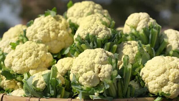 View of fresh cauliflowers in a wicker basket Bangladesh.