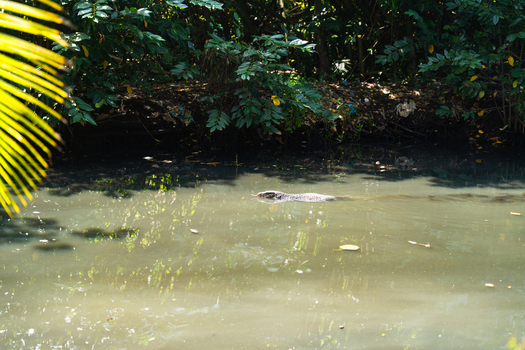 View of a large monitor lizard swimming through calm murky water near a lush green riverbank with tropical vegetation Galle Southern Province Sri Lanka.