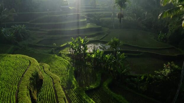 Aerial view of Tegalalang Rice Terrace at sunrise Indonesia. Aerial view of Tegalalang Rice Terrace at sunrise Indonesia.