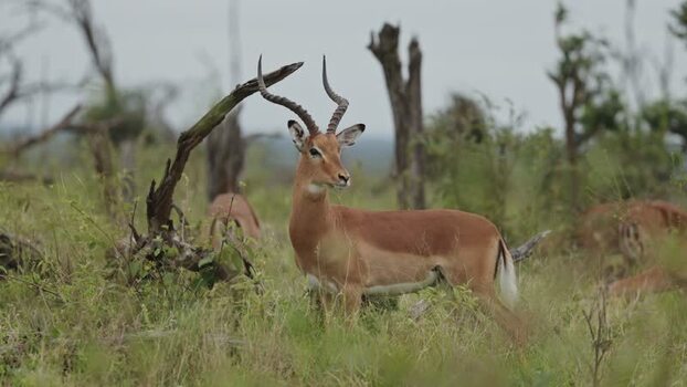 View of an impala in Kruger National Park South Africa.