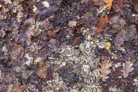 View of wet autumn oak leaves scattered across a stony gravel path in the forest Hallstatt Upper Austria Austria. View of wet autumn oak leaves scattered across a stony gravel path in the forest Hallstatt Upper Austria Austria.