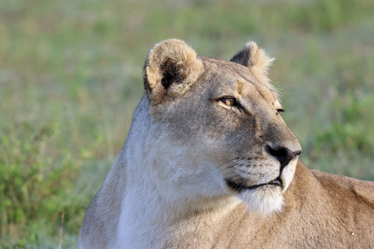 View of a lioness looking sideways in the savanna of Kruger National Park with a blurred green background Hoedspruit Limpopo South Africa. View of a lioness looking sideways in the savanna of Kruger National Park with a blurred green background Hoedspruit Limpopo South Africa.