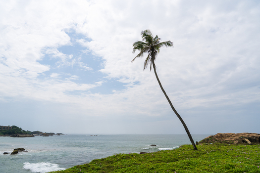 View of a solitary leaning palm tree on a grassy cliff overlooking the Indian Ocean under a cloudy sky in Galle Southern Province Sri Lanka.