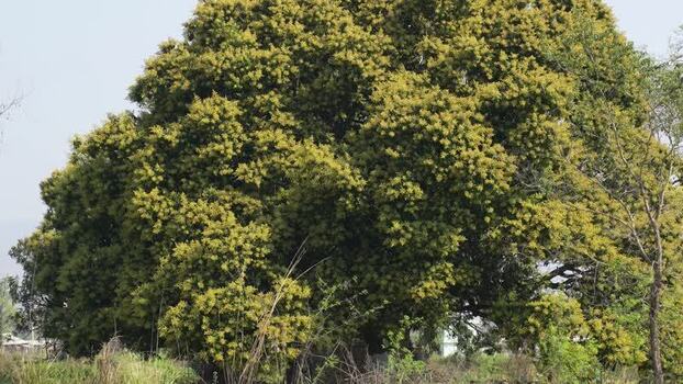 View of a large flowering tree in a rural landscape Nepal.