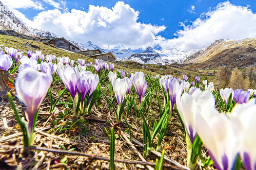 View of purple and white crocuses blooming in a mountain meadow with rustic alpine huts and snow capped peaks under a blue sky in Madesimo Lombardy Italy. View of purple and white crocuses blooming in a mountain meadow with rustic alpine huts and snow capped peaks under a blue sky in Madesimo Lombardy Italy.