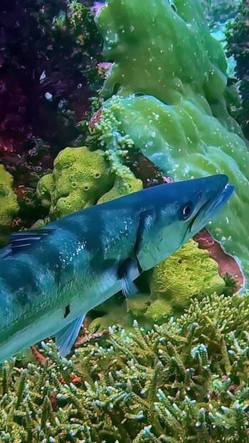 View of a barracuda swimming near coral reefs in Bali Indonesia. View of a barracuda swimming near coral reefs in Bali Indonesia.