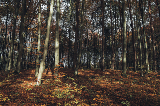 View of a serene beech forest in autumn with tall tree trunks golden fallen leaves and soft sunlight filtering through the canopy in Krakow Lesser Poland Voivode Poland. View of a serene beech forest in autumn with tall tree trunks golden fallen leaves and soft sunlight filtering through the canopy in Krakow Lesser Poland Voivode Poland.