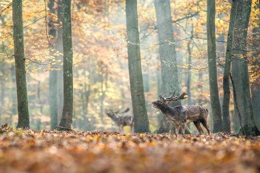 View of a fallow deer stag standing in a forest during autumn with golden leaves on the ground and soft sunlight filtering through the trees in Debrzno Pomeranian Voivodeshi Poland. View of a fallow deer stag standing in a forest during autumn with golden leaves on the ground and soft sunlight filtering through the trees in Debrzno Pomeranian Voivodeshi Poland.