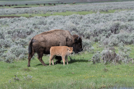 View of a mother bison with her young calf grazing in a grassy field with sagebrush in Yellowstone National Park Wyoming United States. View of a mother bison with her young calf grazing in a grassy field with sagebrush in Yellowstone National Park Wyoming United States.