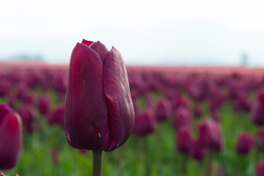 View of a vibrant purple tulip in a vast field in La Conner Washington United States.