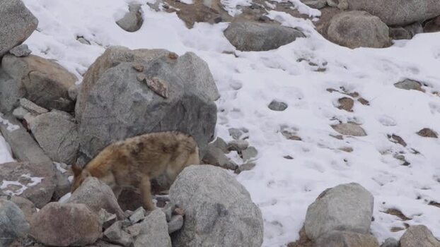 View of a wolf in Khunjerab National Park Pakistan. View of a wolf in Khunjerab National Park Pakistan.