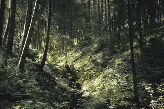 View of a dense forest with tall pine trees lush green ferns and dappled sunlight filtering through the canopy in Poland. View of a dense forest with tall pine trees lush green ferns and dappled sunlight filtering through the canopy in Poland.