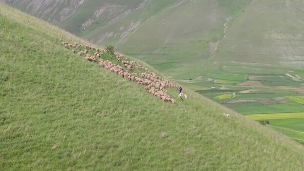 Aerial view of a shepherd with sheep in Castelluccio Italy.