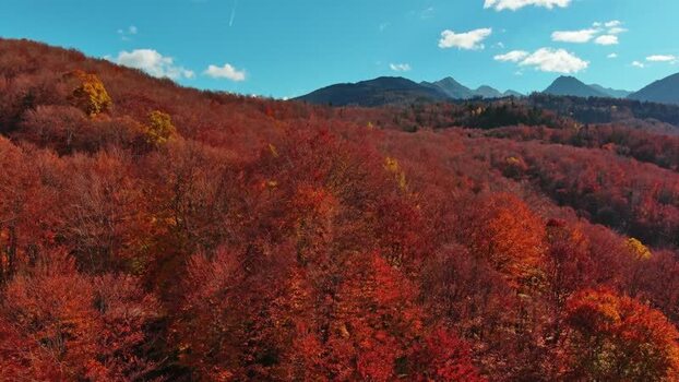 Aerial view of autumn forest in Transylvania Romania.
