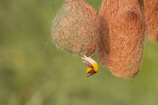 View of a Baya weaver bird hanging from its intricate woven nest in a natural setting in Lahore Punjab Pakistan.