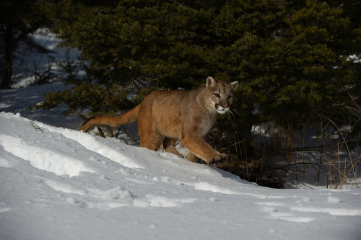 View of a mountain lion walking through deep snow near a pine tree in Montana USA. View of a mountain lion walking through deep snow near a pine tree in Montana USA.