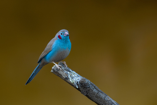 View of a red cheeked cordon bleu bird perched on a wooden branch with its vibrant blue feathers and red cheek patches against a dark background in Mulhouse Grand Est France.
