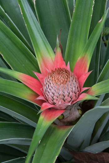 View of a young pineapple plant with vibrant pink and green leaves and a developing fruit in the tropical climate of Porto Jimenez Costa Rica. View of a young pineapple plant with vibrant pink and green leaves and a developing fruit in the tropical climate of Porto Jimenez Costa Rica.