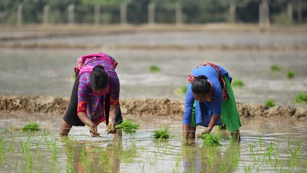 View of women planting rice in a paddy field in Dinajpur Bangladesh. View of women planting rice in a paddy field in Dinajpur Bangladesh.