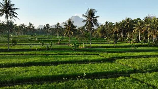 Aerial view of rice terraces and volcano in Indonesia.
