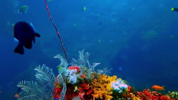 View of a vibrant coral reef with tropical fish in Bali Indonesia.