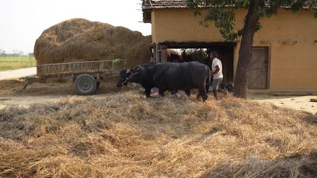 View of a man leading water buffaloes past a traditional house Nepal. View of a man leading water buffaloes past a traditional house Nepal.
