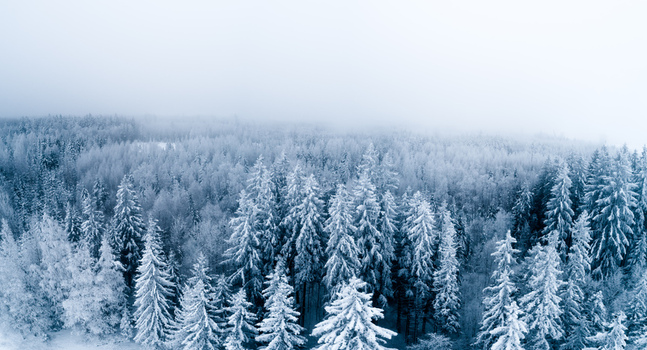 Aerial view of a snow covered coniferous forest in winter with a dense misty atmosphere in Latvia. Aerial view of a snow covered coniferous forest in winter with a dense misty atmosphere in Latvia.