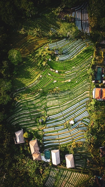 Aerial view of the lush Tegallalang Rice Terrace with intricate paddies tropical trees and small buildings nestled in the landscape in Kecamatan Tegallalang Bali Indonesia.