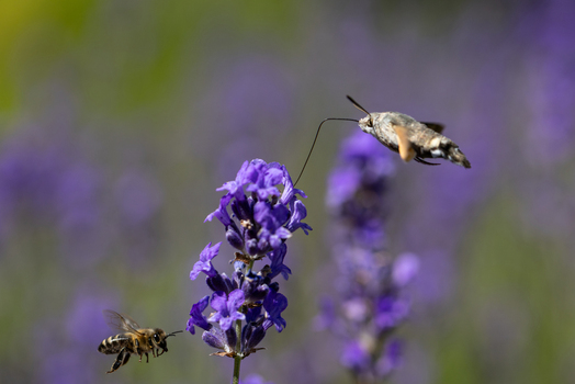 View of a hummingbird hawk moth and a honeybee hovering around purple lavender flowers in a sunny field in Wittenheim Grand Est France.