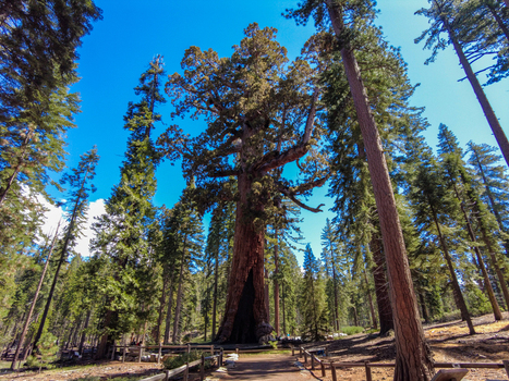 View of a massive giant sequoia tree with a burnt base surrounded by tall pines and a wooden fence in Yosemite National Park California United States. View of a massive giant sequoia tree with a burnt base surrounded by tall pines and a wooden fence in Yosemite National Park California United States.