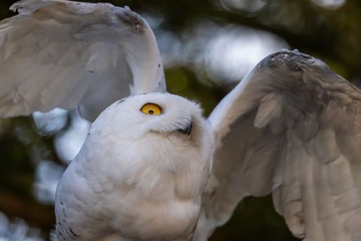 View of a majestic snowy owl with its white wings spread wide against a soft blurred forest background in Selestat Grand Est France.