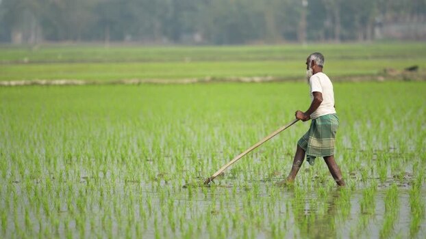 View of a farmer working in a rice paddy field in Bangladesh. View of a farmer working in a rice paddy field in Bangladesh.