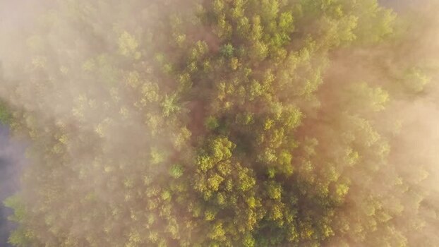 Aerial view of mist over Venekotensee forest Germany.