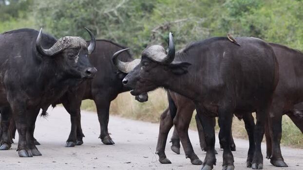 View of Cape buffaloes in Kruger National Park South Africa.