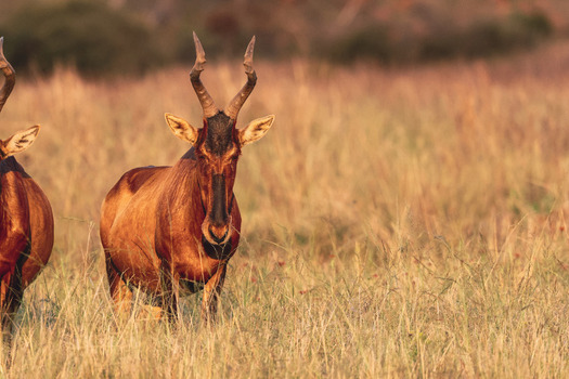 View of a Red Hartebeest standing in the tall dry grass of the savanna during golden hour in Waterberg District Municipality Limpopo South Africa. View of a Red Hartebeest standing in the tall dry grass of the savanna during golden hour in Waterberg District Municipality Limpopo South Africa.